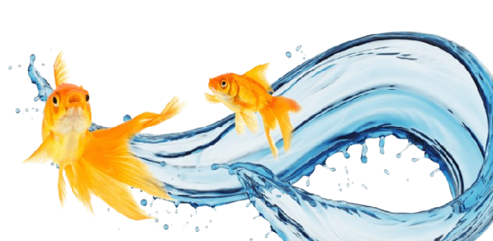 Goldfish leaping through a wave of water